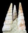 Fossil Gastropod (Haustator) Cluster - Damery, France #56382-1